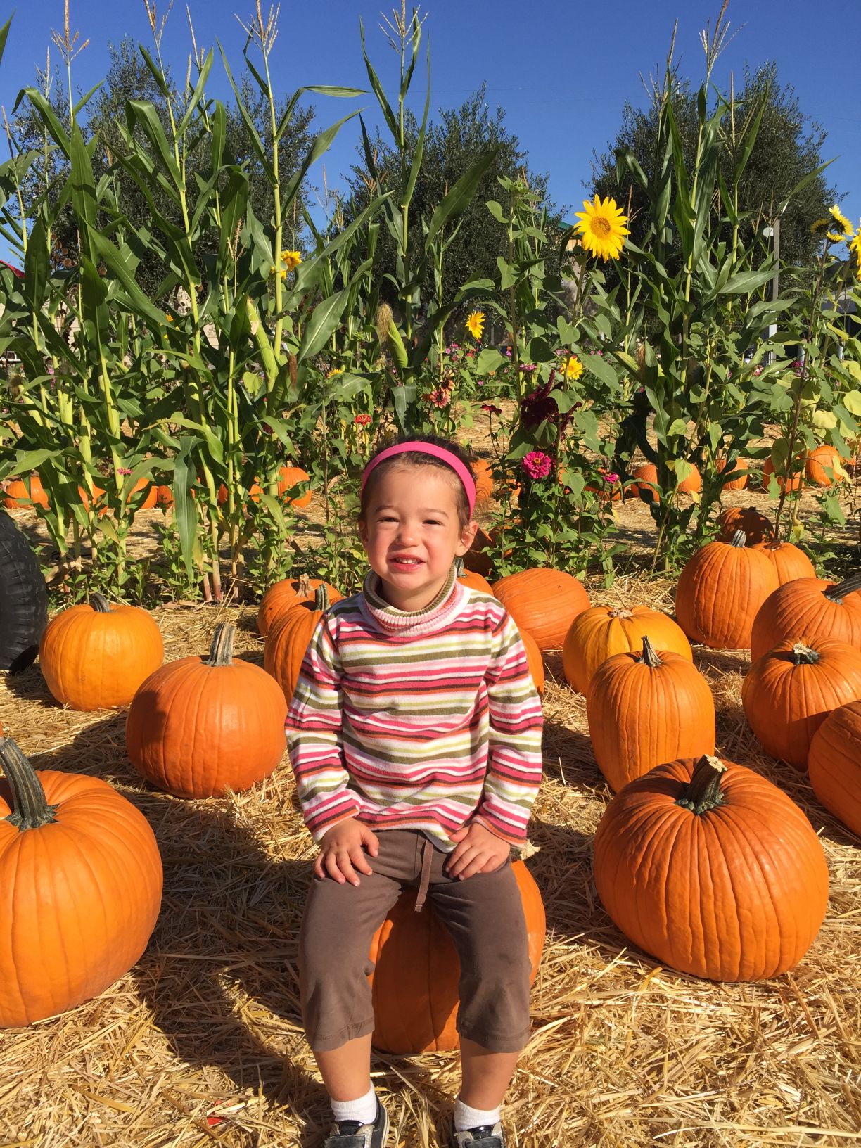 Picking Pumpkins 2015